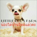 LITTLE DOG'S FARM : น้องได้บ้านใหม่แล้วค่ะ ขนสั้น หน้าตาแบ๊วๆ มีคลิปให้ชมค่ะ