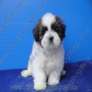 ลูกชิห์สุ ShihTzu เพศผู้ สายเลือดแชมป์ รหัส s23602 จาก BogBogBog Kennel