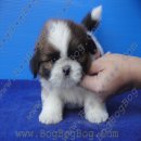 มาแล้ว มาแล้ว ลูกสุนัข ชิห์สุ ShihTzu เพศผู้ สายเลือดแชมป์ จาก BogBogBog Kennel...