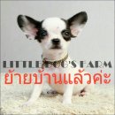 LITTLE DOG'S FARM :ย้ายบ้านแล้วค่ะ ชิวาวา ตัวเล็กๆ ขนสั้น สีแฟนซีขาว-ดำ น่าตาน่า...