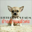 LITTLE DOG'S FARM : ย้ายบ้านแล้วค่ะ!! ชิวาวาขนสั้น สีน้ำตาลครีม มาร์คกิ้งสวย น่า...