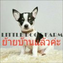 LITTLE DOG'S FARM : ย้ายบ้านแล้วค่ะ!! สาวน้อยชิวาวา ขนสั้นสีแฟนซีขาว-ดำ มีคิ้ว ม...