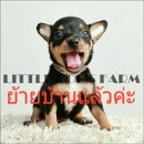 LITTLE DOG'S FARM : ย้ายบ้านแล้วค่ะ!! ชิวาวาขนสั้น สีแบลคแทน มีคิ้ว มีแก้ม น่ารั...