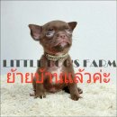 LITTLE DOG'S FARM : ย้ายบ้านแล้วค่ะ!! หนุ่มน้อยชิวาวาขนสั้น สีชอคโกแลต วัคซีน2เข...