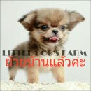 LITTLE DOG'S FARM : ย้ายบ้านแล้วค่ะ ชิวาวาขนยาว สีน้ำตาล หัวโต หน้าหัก ปากสั้นกุ...