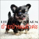 LITTLE DOG'S FARM : ย้ายบ้านแล้วค่ะ ชิวาวาขนยาว สีแบลคแทน ขนแน่นๆ อัพเดตคลิปใหม่...