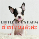 LITTLE DOG'S FARM : ย้ายบ้านแล้วค่ะ ชิวาวาขนสั้น สีแฟนซีขาว-ดำ คิ้วแก้มครีม อัพเ...