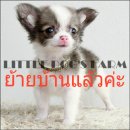 LITTLE DOG'S FARM :ย้ายบ้านแล้วค่ะ หนุ่มน้อยชิวาวาขนยาว สีแฟนซีขาว-น้ำตาล  มีคลิ...