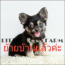 LITTLE DOG'S FARM : ย้ายบ้านแล้วค่ะ สาวน้อยชิวาวาขนยาว สีแบลคแทน วัคซีน2เข็ม มีค...