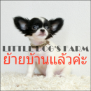 LITTLE DOG'S FARM : ย้ายบ้านแล้วค่ะ สาวน้อยชิวาวาขนยาว ตัวเล็กๆ สีแฟนซีขาว-ดำ น่...