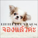 LITTLE DOG'S FARM : จองแล้วค่ะ ชิวาวาขนยาว สีแฟนซีขาว-น้ำตาล หน้าสั้นกุ๊ด ตาโตแบ...