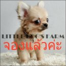 LITTLE DOG'S FARM : จองแล้วค่ะ ชิวาวาตัวเล็กๆ ขนยาว หน้าสั้น ตาโตๆ วัคซีน2เข็ม ม...