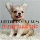 LITTLE DOG'S FARM : ย้ายบ้านแล้วค่ะ ชิวาวาขนยาว เพศผู้ น่ารักๆ วัคซีน2เข็ม มีคลิ...