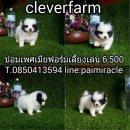 ปอมเพศเมียสีแฟนซีจ๊ะเพียง 6500 ต่อรองได้นะคะ พร้อมย้ายบ้าน