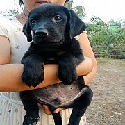 ขาย ลูกสุนัขลาบราดอร์ สีดำ อายุ 56วัน *มีใบเพดดิกรี ใบโอนตัวให้  **ดีกรีหลานอินเ...