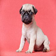 Pug เพศเมีย02 สายเลือดแชมป์ รับประกันสุขภาพ มีบริการส่งทั่วไทย