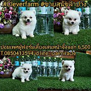 ปอมเพศผู้ ฟอร์มเลี้ยงเล่นไซต์มาตราฐานหน้าจิ้งจอก 6500 ค๊า สอบถามได้จ๊ะ