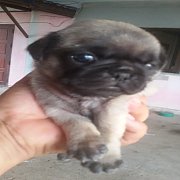 ขายลูก Pug สีฟร้อน 3 ตัว ผู้ 2 เมีย 1