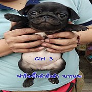 น้องหมาปั๊กดำ ชาย/หญิง พร้อมย้ายบ้าน 4800 บาท