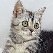 ขายลูกแมวอเมริกันซิลเวอร์แท็บบี้ เพศผู้ 3 เดือน วัคซีนไข้หัดแล้ว