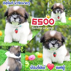 📢 ชิสุห์แท้ บ้านกิ๊ฟซ่า กรุงเทพ ส่งทั่วไทย 