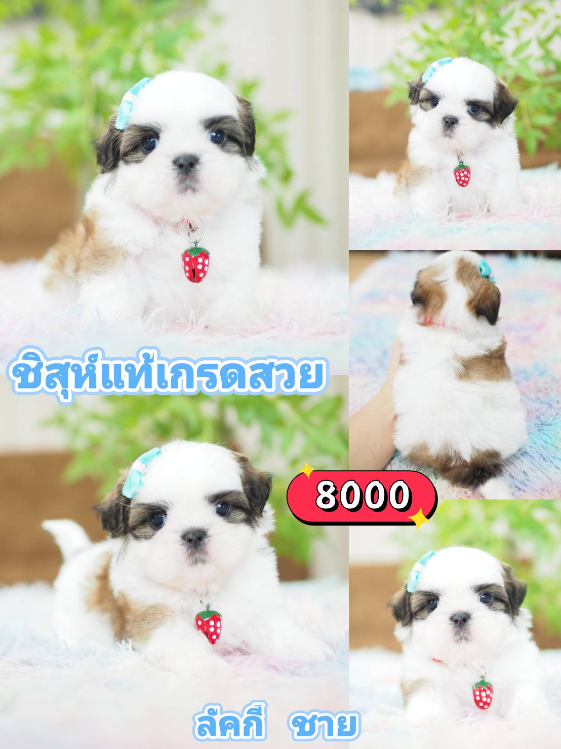 Shihtzu