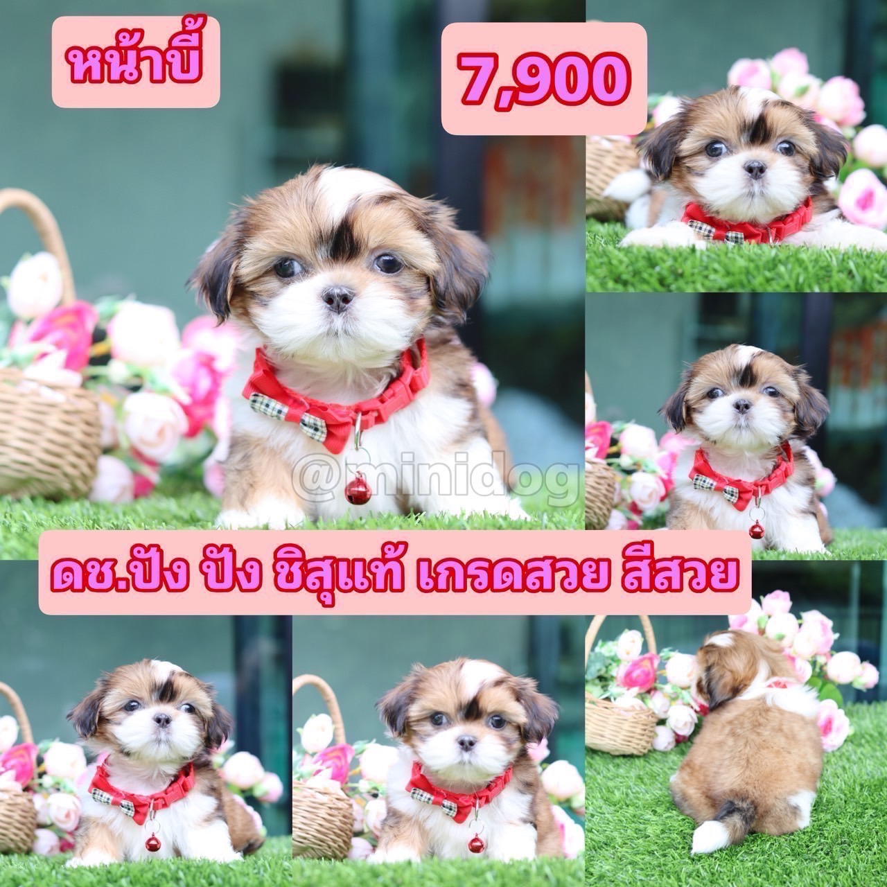 ชิสุแท้เกรดสวย