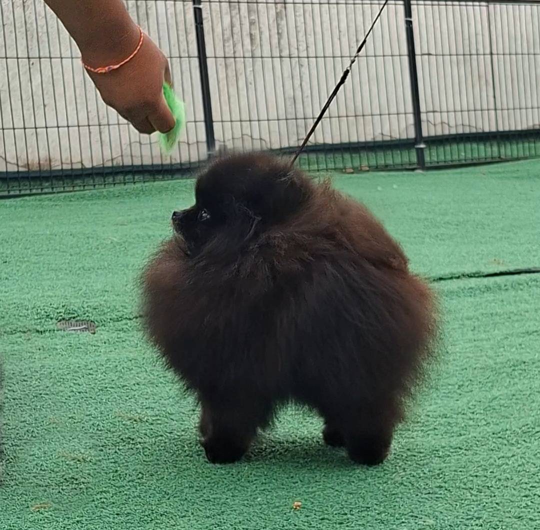 พ่อพันธุ์ปอมสีดำและสีส้มสายเลือดแชมป์โครงสร้างดีแบ่งจ้าาา