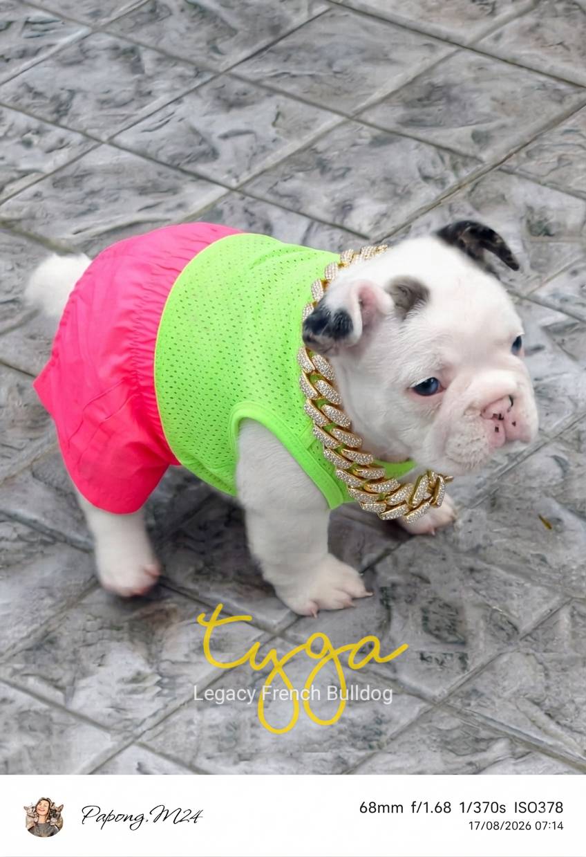 สีพิเศษ สุนัข เฟรนช์บูลด็อก เมอร์พายตาฟ้า เพศผู้ French bulldog (Merle pied, Blu...