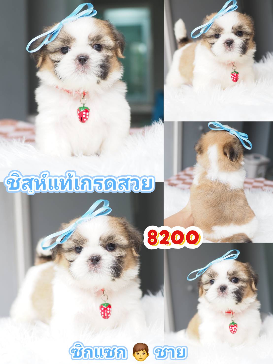 ก.กิ๊ฟซ่าชิสุห์