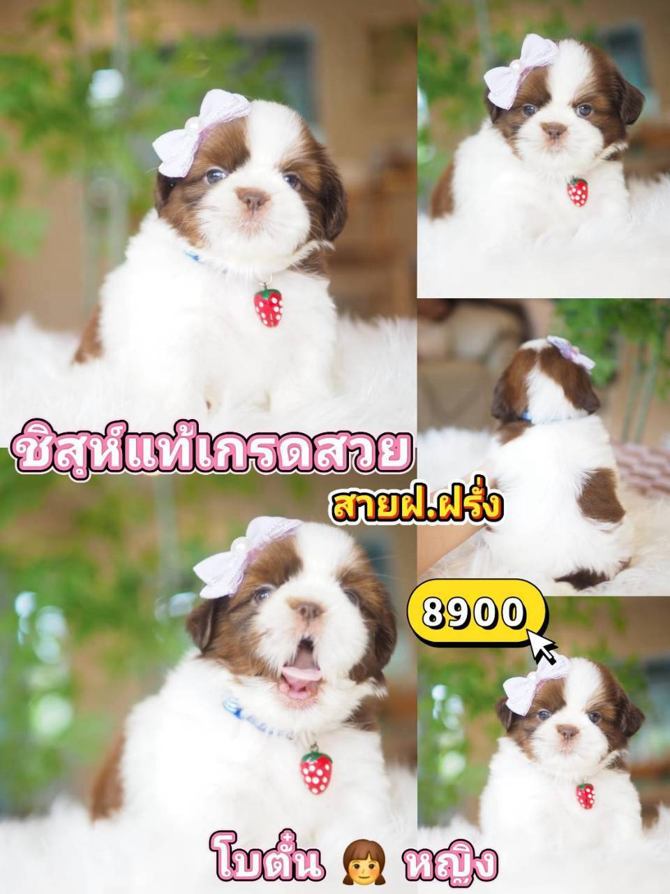 Shihtzu