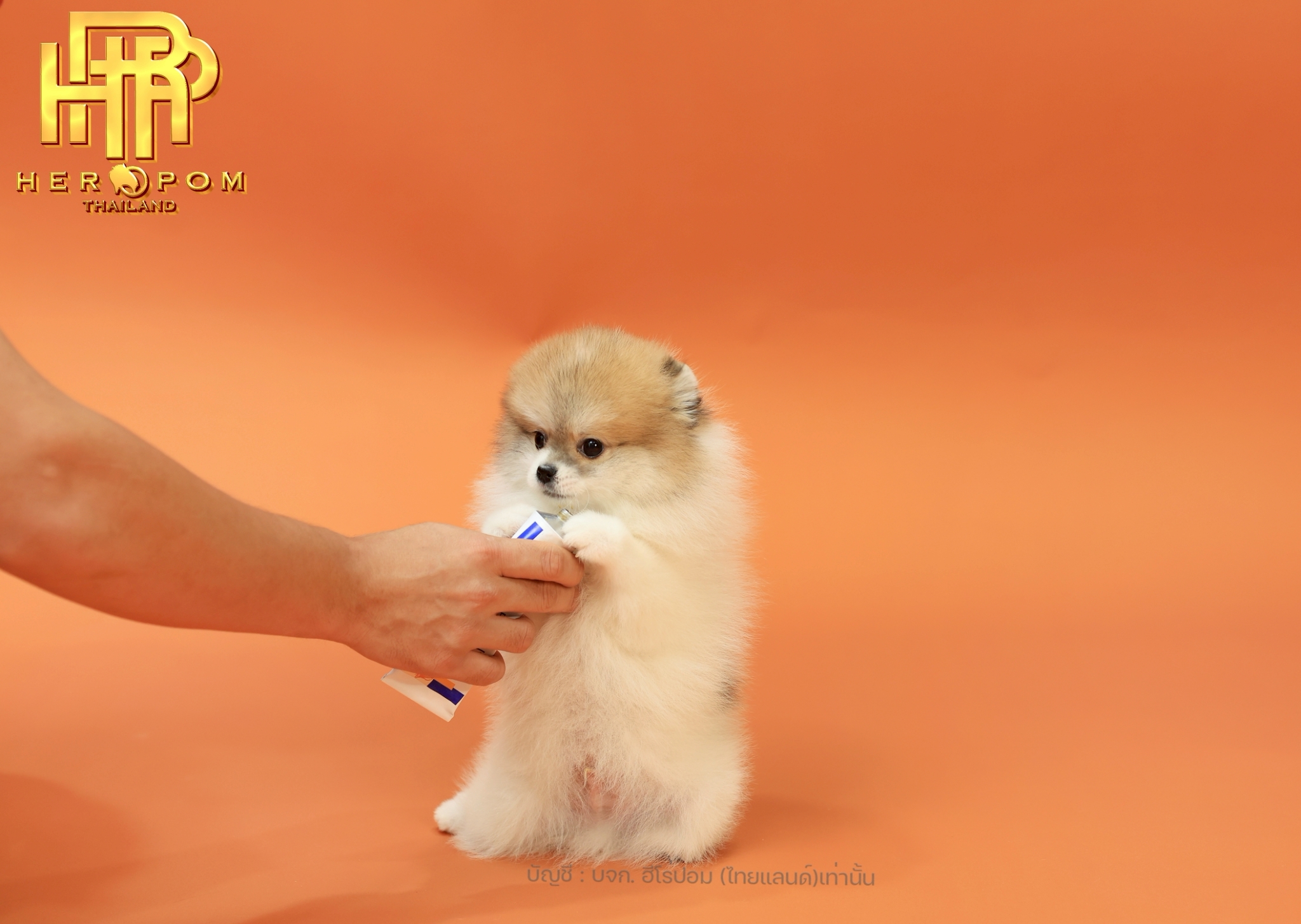 ปอมแท้ ปอมหน้าสั้น HRM-10210 เพศชาย สีปาร์ตี้ น่ารักมาก ๆ ถ่ายรูปแล้วขึ้นกล้องสุ...