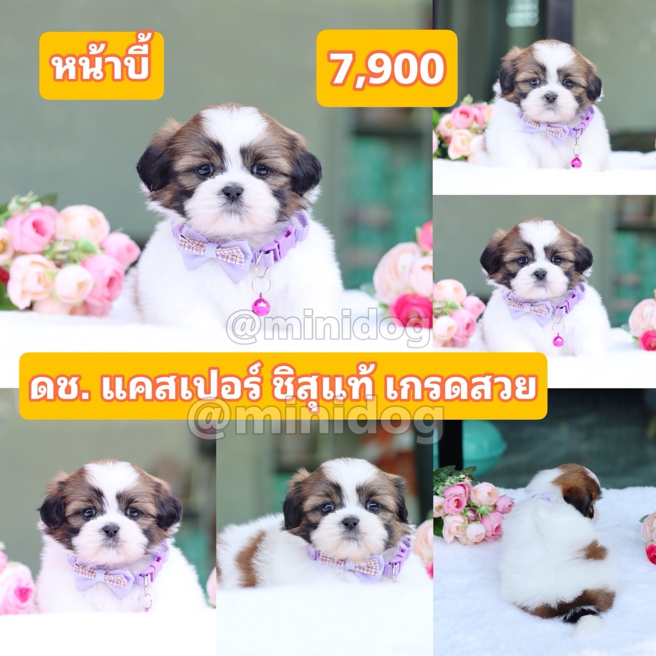 ชิสุแท้เกรดสวย