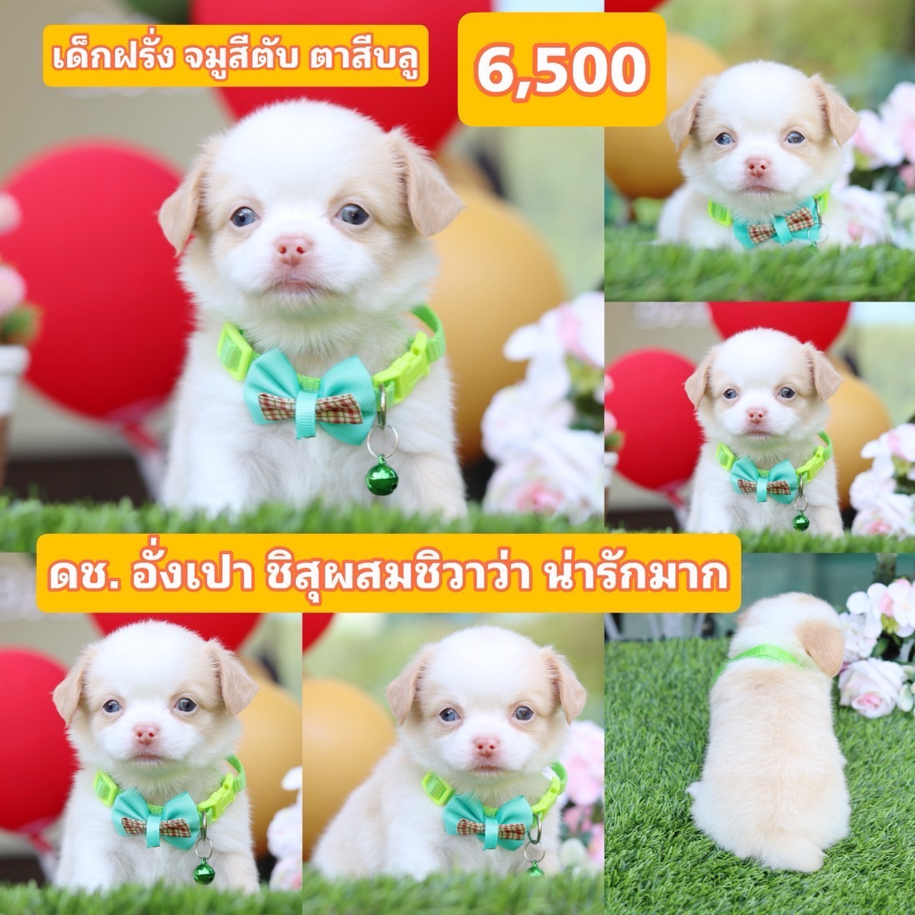 ชิสุผสมชิวาว่า