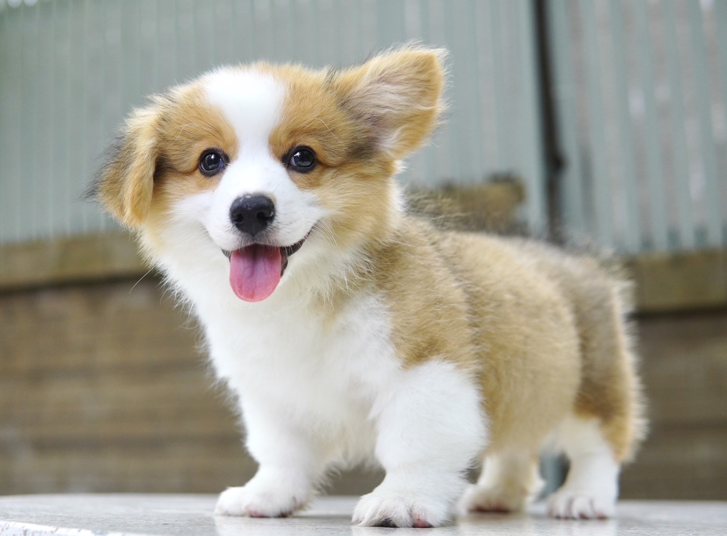 ลูกคอร์กี้ (Corgi) เพศผู้ พร้อมย้ายบ้าน รับบัตรเครดิตทุกธนาคาร