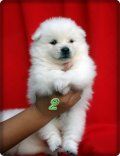 เจแปนนิส สปิตซ์ (Japanese Spitz) เกรดคุณภาพเปิดจำหน่ายพร้อมจัดส