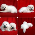 เจแปนนิส สปิตซ์ (Japanese Spitz) เกรดคุณภาพเปิดจำหน่ายพร้อมจัดส