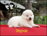 เจแปนนิส สปิตซ์ (Japanese Spitz) เกรดคุณภาพเปิดจำหน่ายพร้อมจัดส่งฟรี