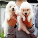 เปิดจำหน่ายแล้ว เจแปนนิส สปิตซ์(Japanese Spitz) เกรดคุณภาพพร้อมจัดส่งฟรีครับ