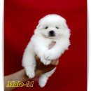 เจแปนนิส สปิตซ์ (Japanese Spitz) เกรดคุณภาพเปิดจำหน่ายพร้อมจัดส่งฟรีครับ