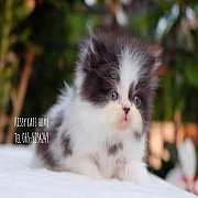 จองแล้ว ลูกแมวเปอร์เซีย  ขาว-ดำ  เด็กชาย สายพันธุ์แท้