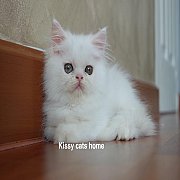 ลูกแมว เปอร์เซีย สีขาว เพศหญิง