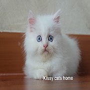 ลูกแมว เปอร์เซีย สีขาว ตาสีฟ้า เพศหญิง