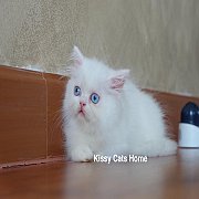 เปิดขาย พร้อมย้ายบ้าน  ลูกแมว เปอร์เซีย สีขาว ตาสีฟ้า เพศชาย