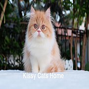 เปิดขาย พร้อมย้ายบ้าน ลูกแมวเปอร์เซีย สีขาวส้ม เพศหญิง อายุ 3 เดือน