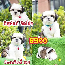 📢 ชิสุห์แท้ บ้านกิ๊ฟซ่า 📌พร้อมสมุด กรุงเทพ ส่งทั่วไทย 