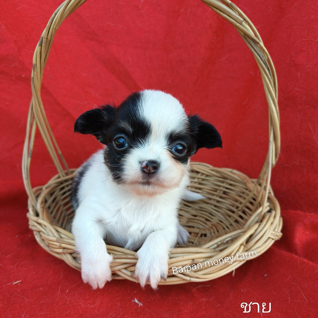 ชิวาวาขนยาว