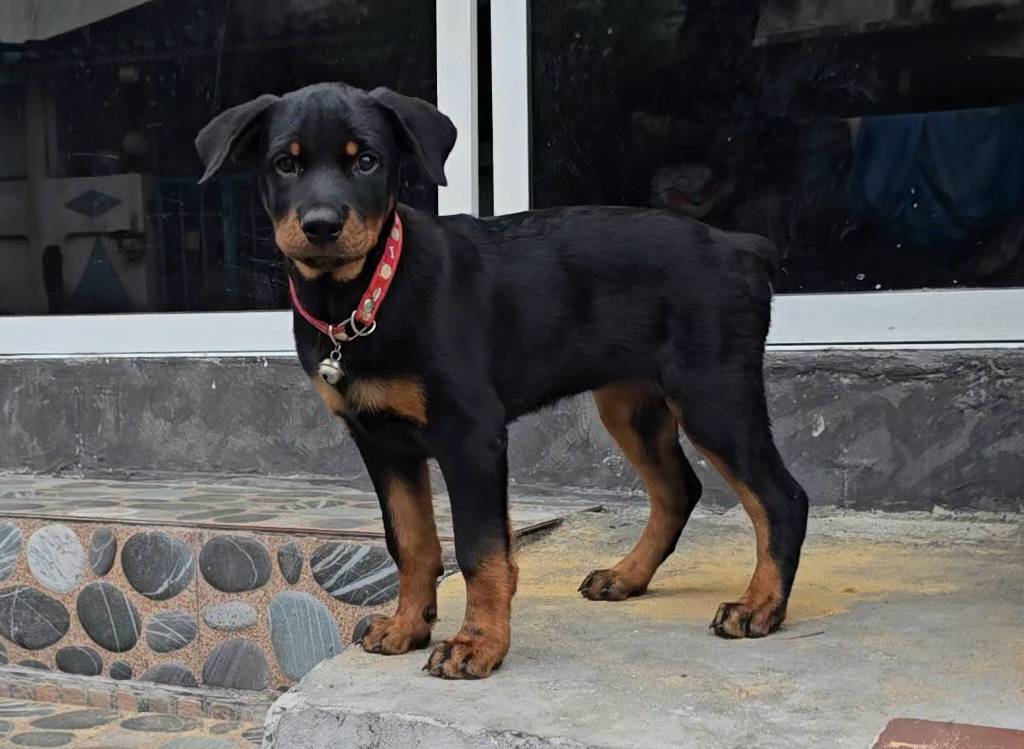 ลูกสุนัขร็อตไวเลอร์ สายพันธุ์แท้ จาก kankarnclub มีจัดส่งทั่วประเทศ(กันย์เจ้าเก่...