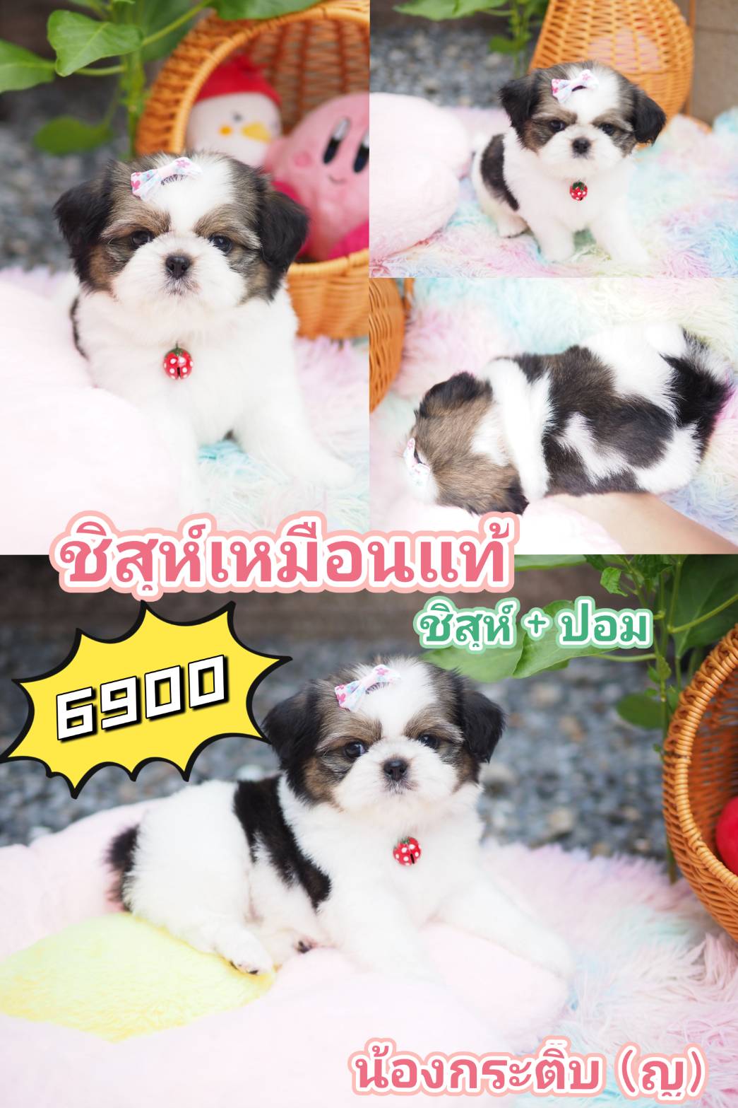 กิ๊ฟซ่า ชิสุ  ลดได้จ้า