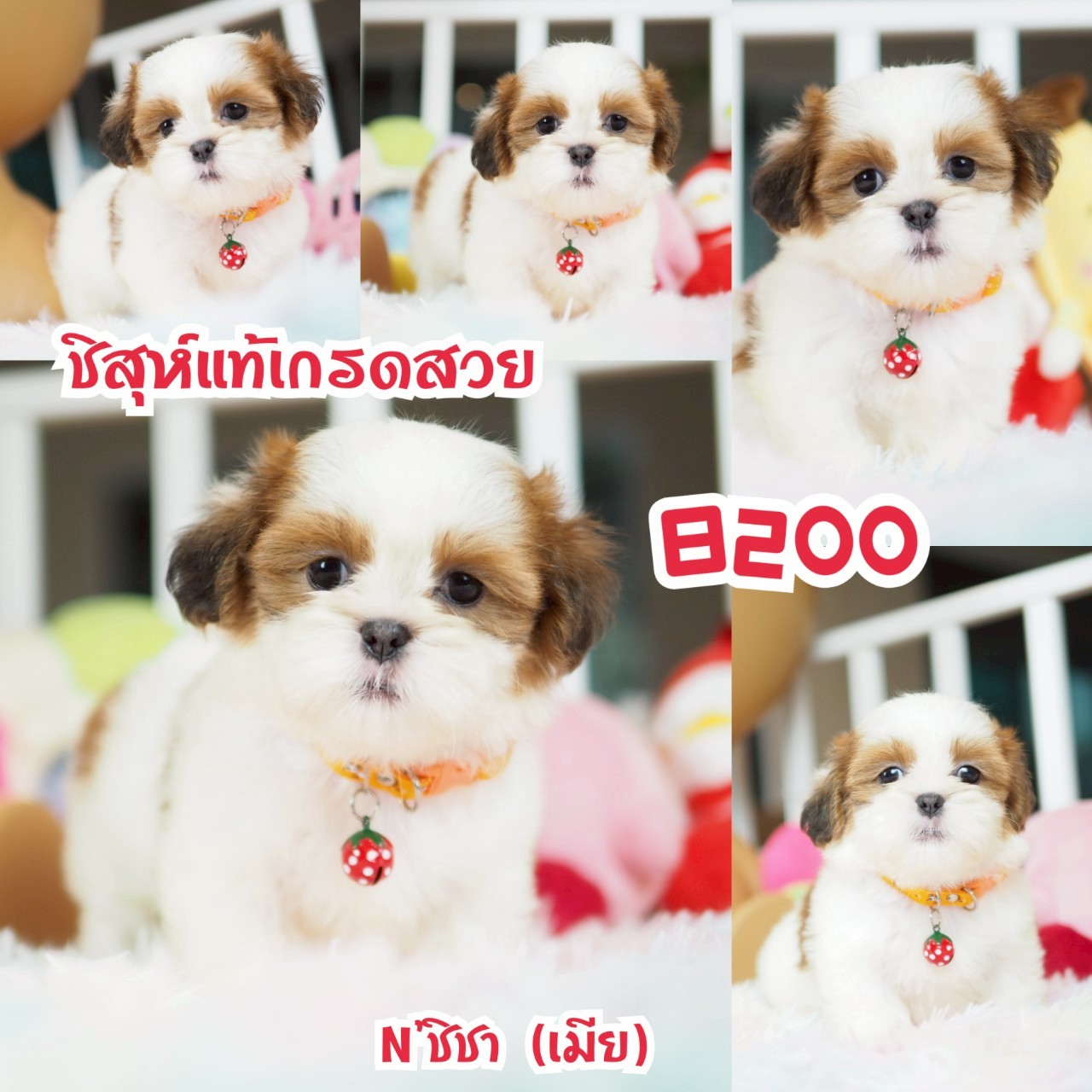 ชิสุ กิ๊ฟซ่า